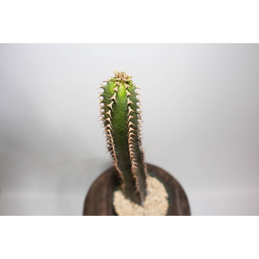 Euphorbia canariensis ユーフォルビア カナリエンシス ｜ 黒麒麟 塊根