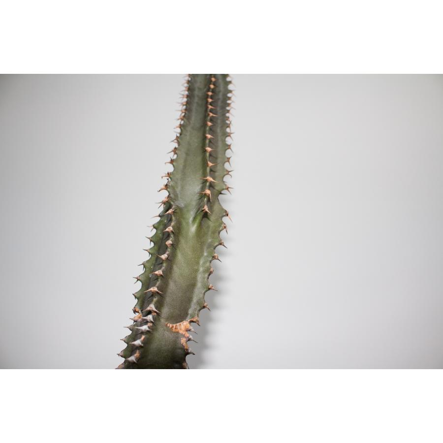 Euphorbia canariensis ユーフォルビア カナリエンシス ｜ 黒麒麟 塊根