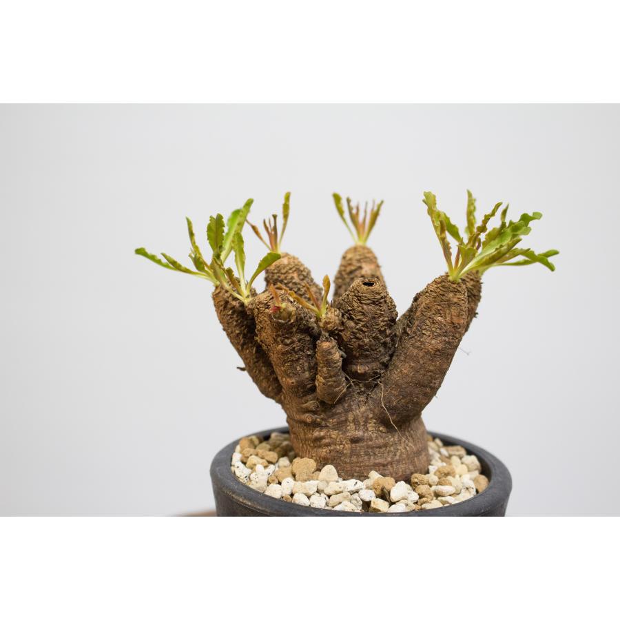 Euphorbia crispa ユーフォルビア クリスパ ec-01 : aletta