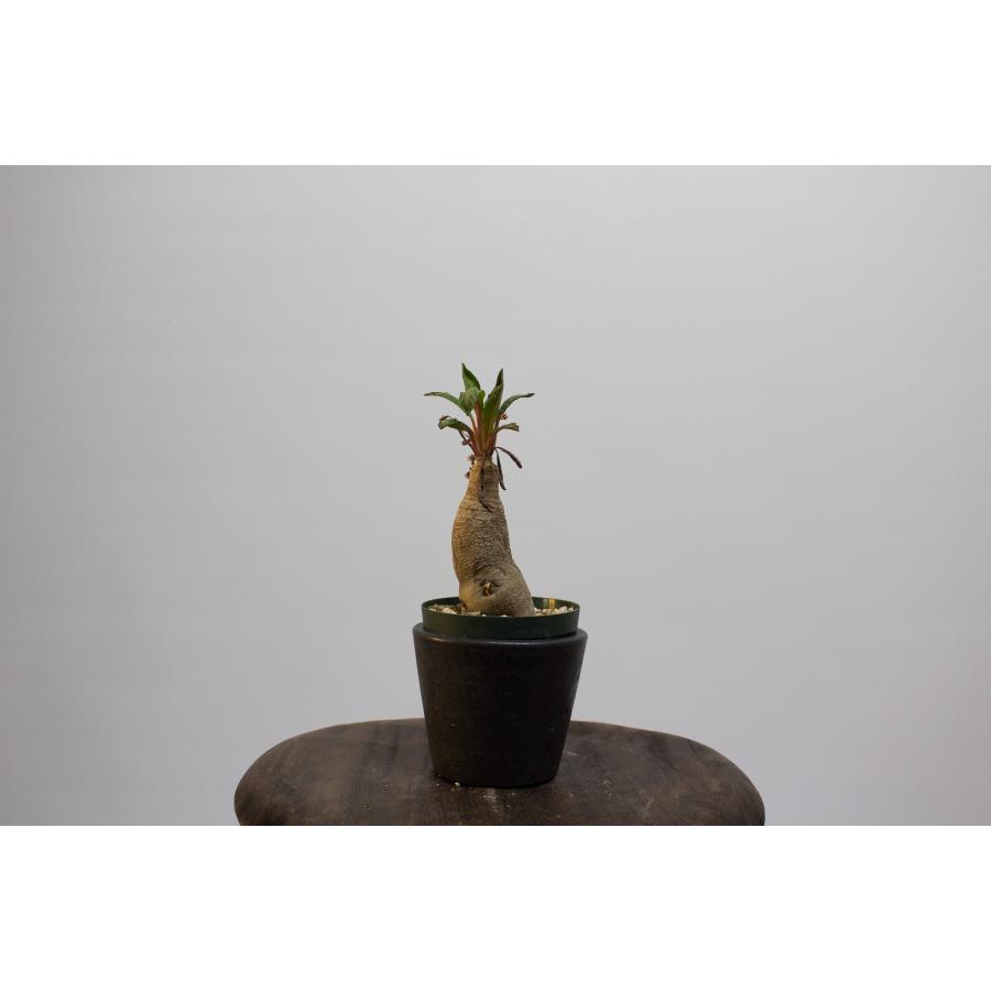 Euphorbia spannringii ユーフォルビア スパンリンギー / 旧フィッシュ