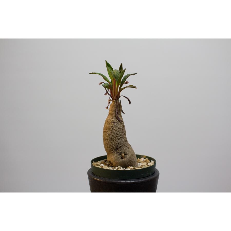 Euphorbia spannringii ユーフォルビア スパンリンギー / 旧フィッシュ