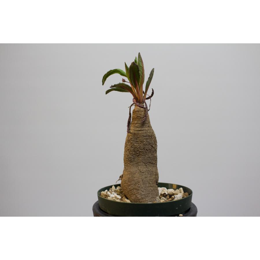 ユーフォルビア　スパンリンギー　フィッシュボーン Euphorbia spannringii【ユーフォルビア・スパンリンギー(フィッシュ