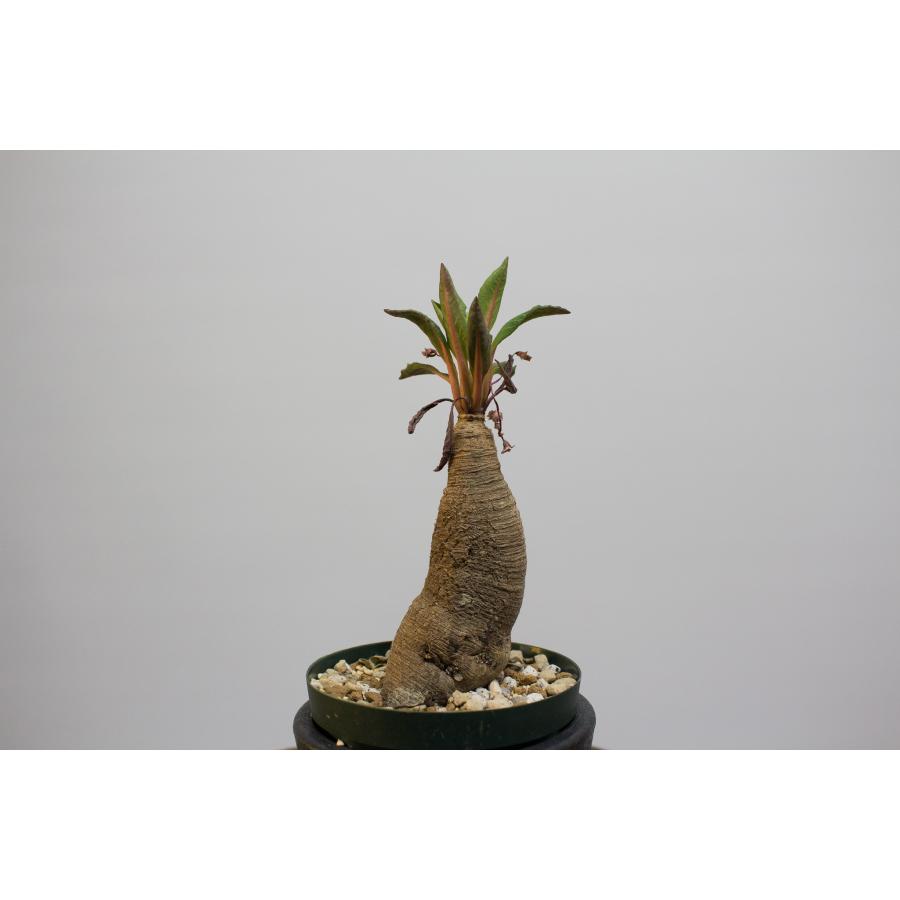 Euphorbia spannringii ユーフォルビア スパンリンギー / 旧フィッシュ