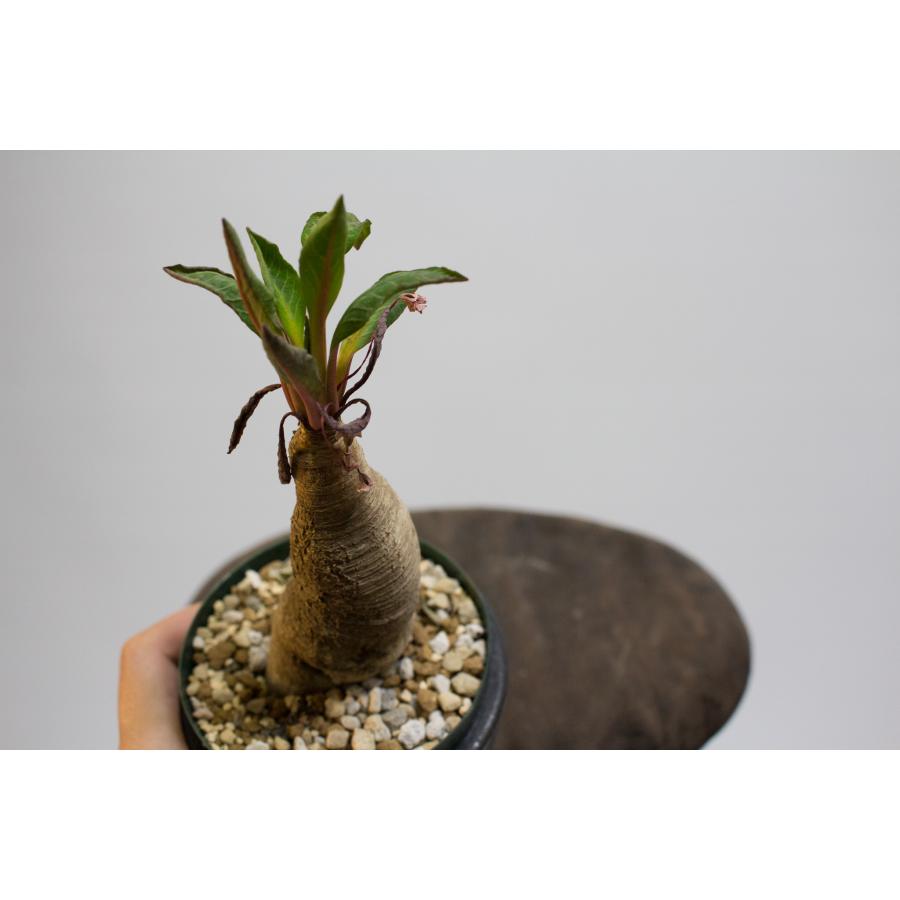 Euphorbia spannringii ユーフォルビア スパンリンギー / 旧フィッシュ
