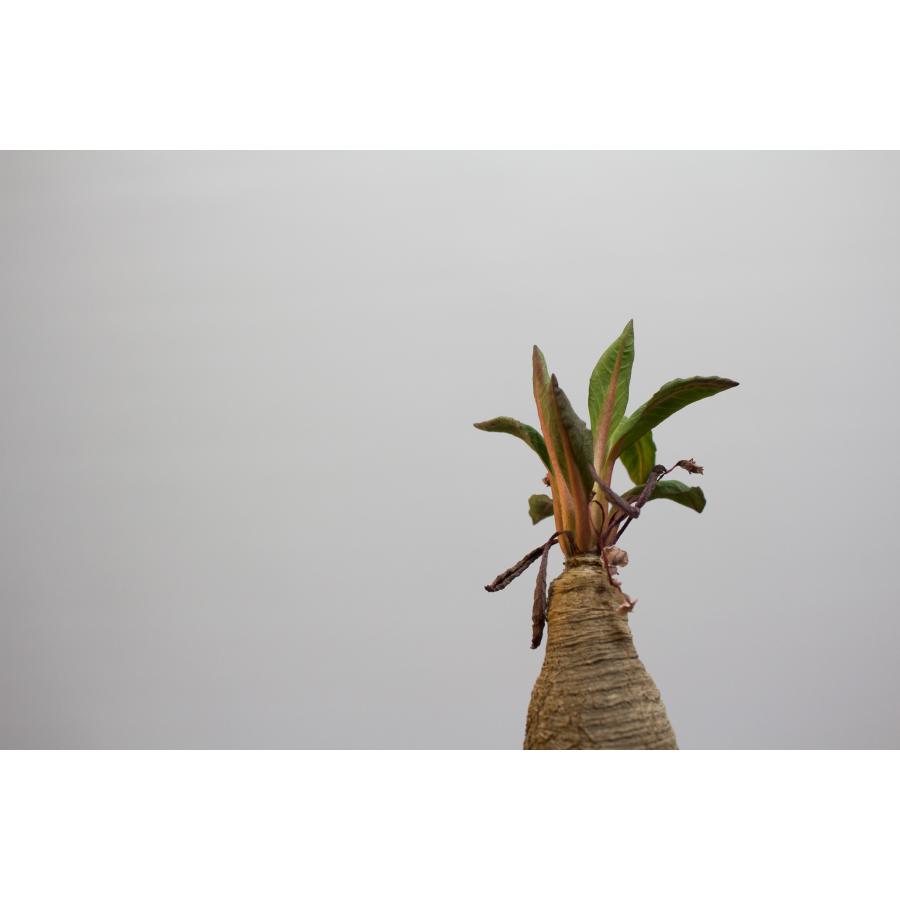 Euphorbia spannringii ユーフォルビア スパンリンギー / 旧フィッシュ