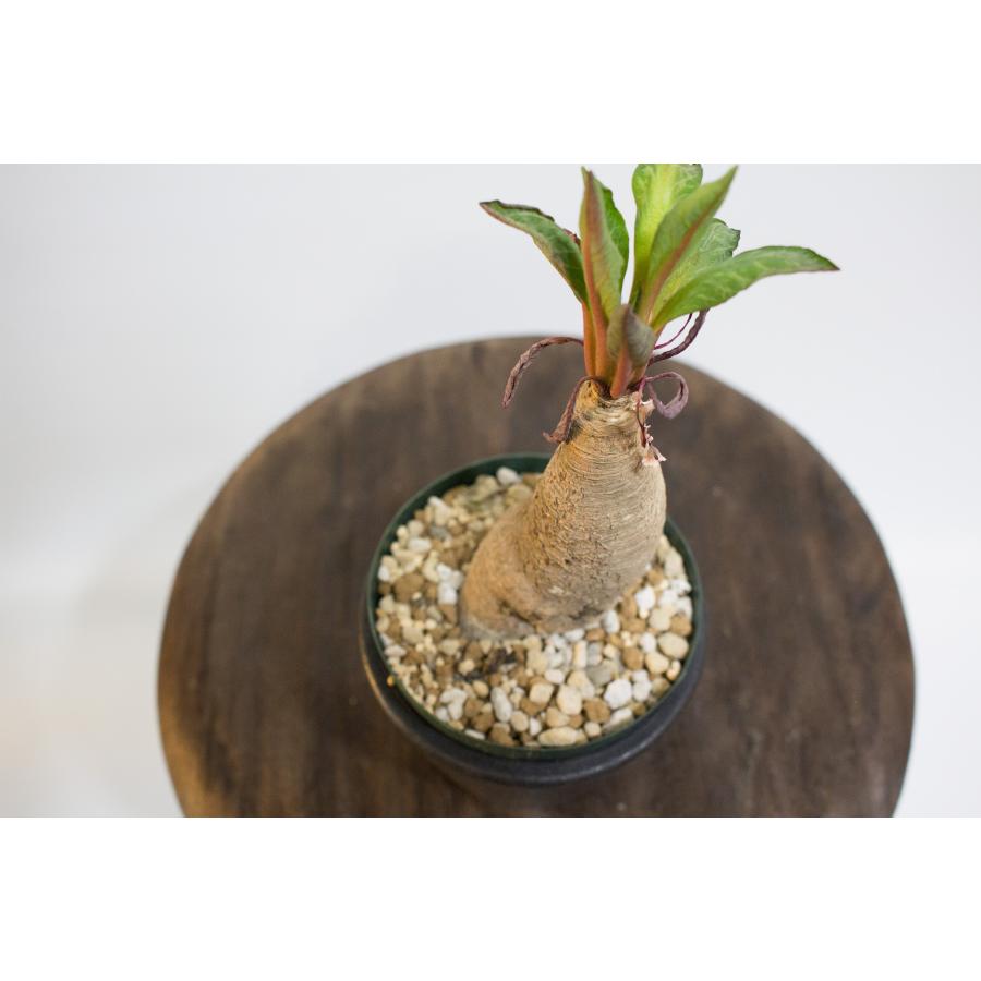 Euphorbia spannringii ユーフォルビア スパンリンギー / 旧フィッシュ