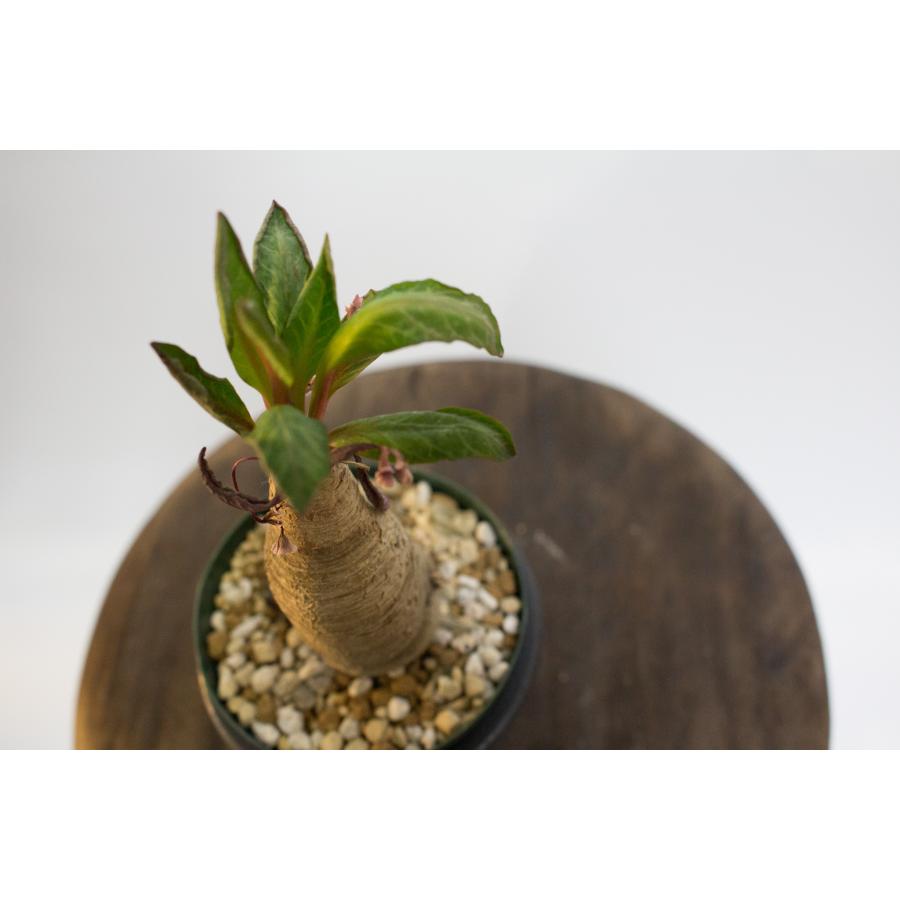 Euphorbia spannringii ユーフォルビア スパンリンギー / 旧フィッシュ