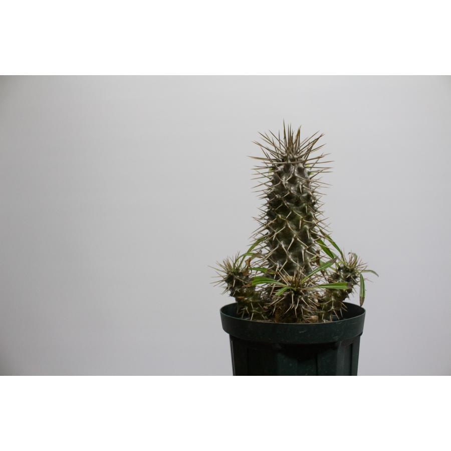 Pachypodium lamerei パキポディウム ラメレイ 塊根植物 コーデックス