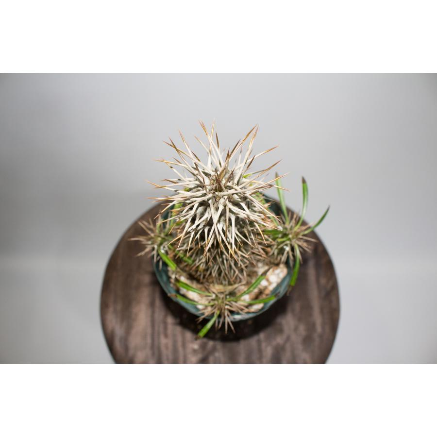 Pachypodium lamerei パキポディウム ラメレイ 塊根植物 コーデックス