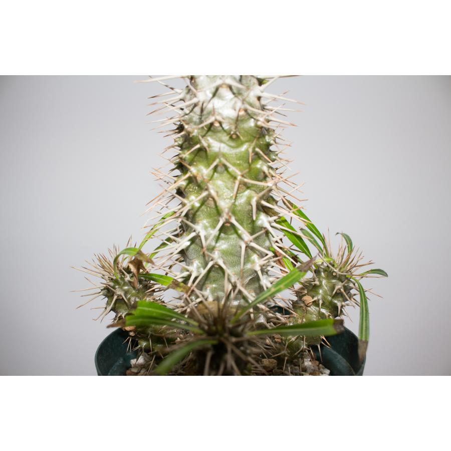 Pachypodium lamerei パキポディウム ラメレイ 塊根植物 コーデックス