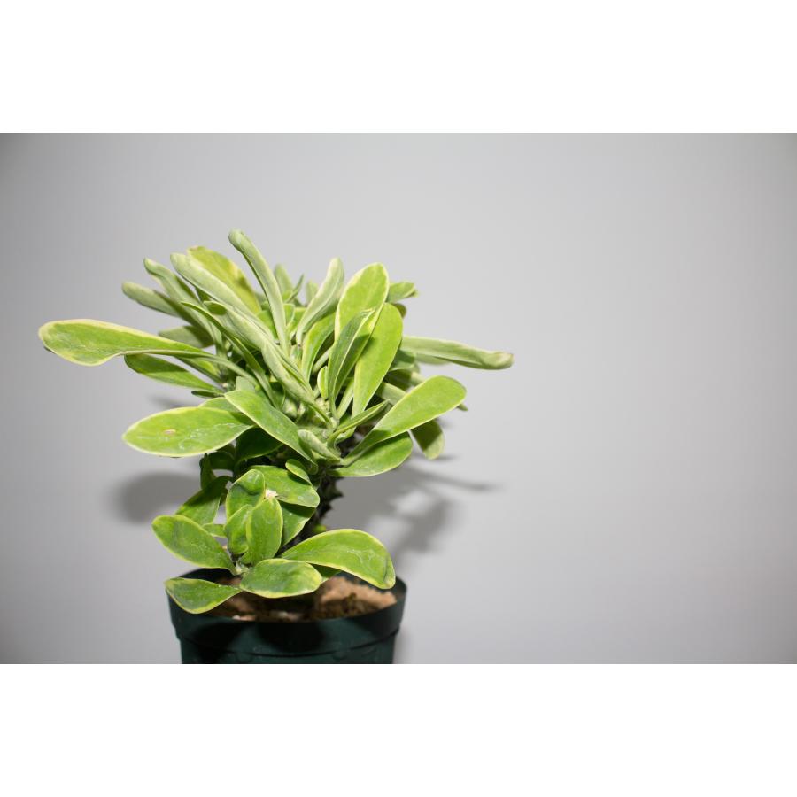 Euphorbia neriifolia ユーフォルビア ネリフォリア キリン角錦 塊根