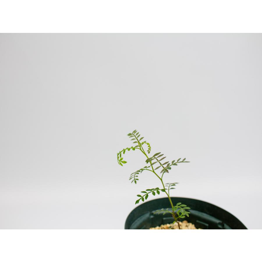 Operculicarya pachypus オペルクリカリア パキプス｜根差し2年株 塊根