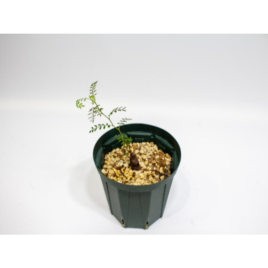 Operculicarya pachypus オペルクリカリア パキプス｜根差し2年株 塊根