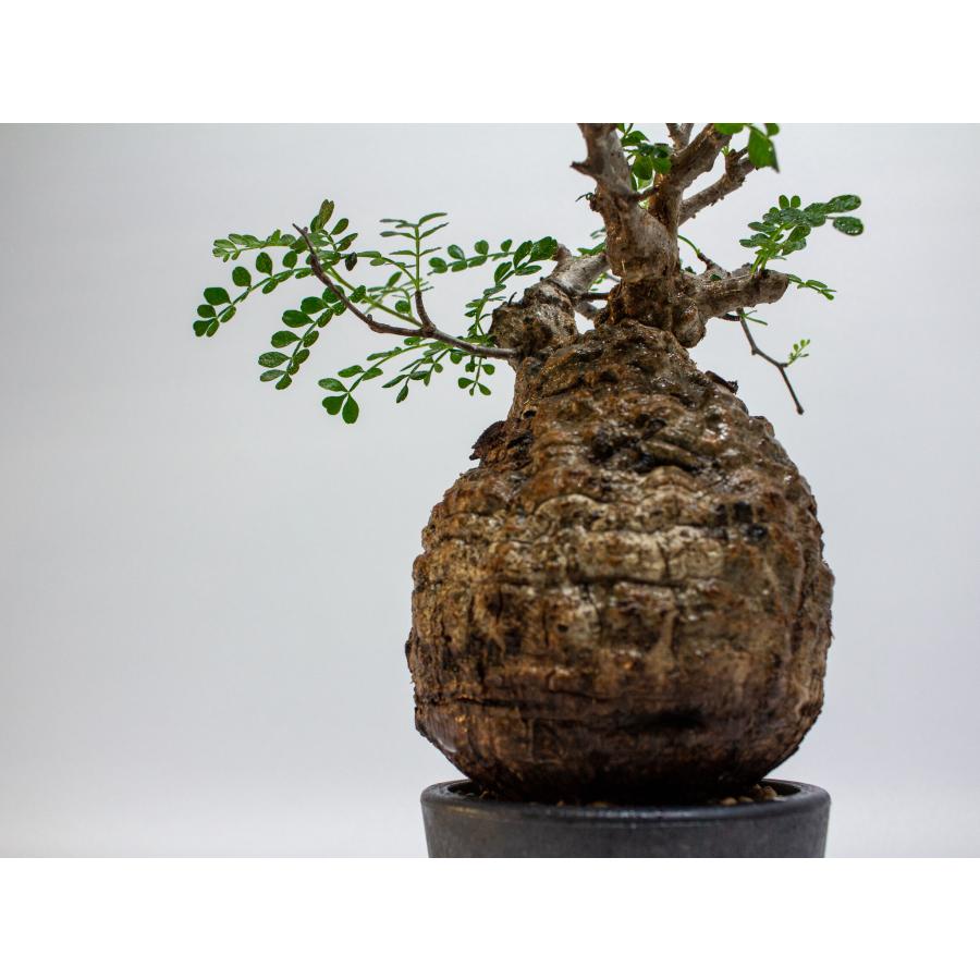 専門店では専門店ではOperculicarya Pachypus オペルクリカリア