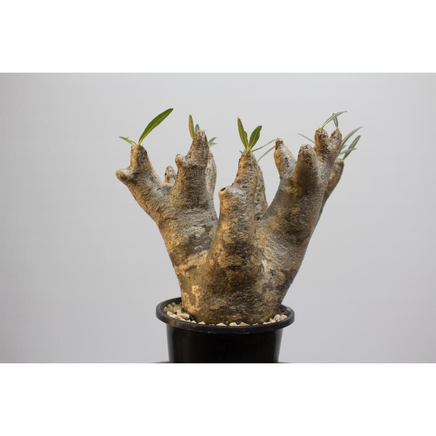 Pachypodium inopinatum パキポディウム イノピナツム 現地株 発根済