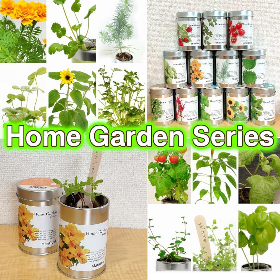 家庭菜園セット、ご予約承ります。 ガーデニング 栽培キット 室内 家庭菜園 ハーブ 花 食育 育てる