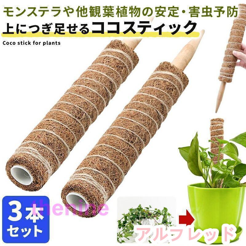 希少※モンステラ シャトルウィング ココスティック仕立て 4号鉢 希少