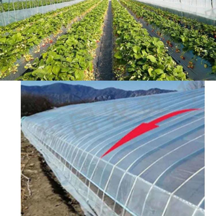 家庭菜園 農業用ビニール 農PO シート 家庭用 長さ10m 農業用ビニール 