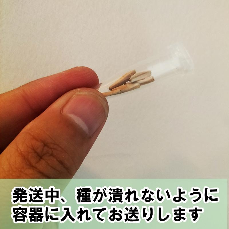 アデニウム ドワーフ 種子 5粒 BLACK QUEEN ブラックスキン 塊根植物