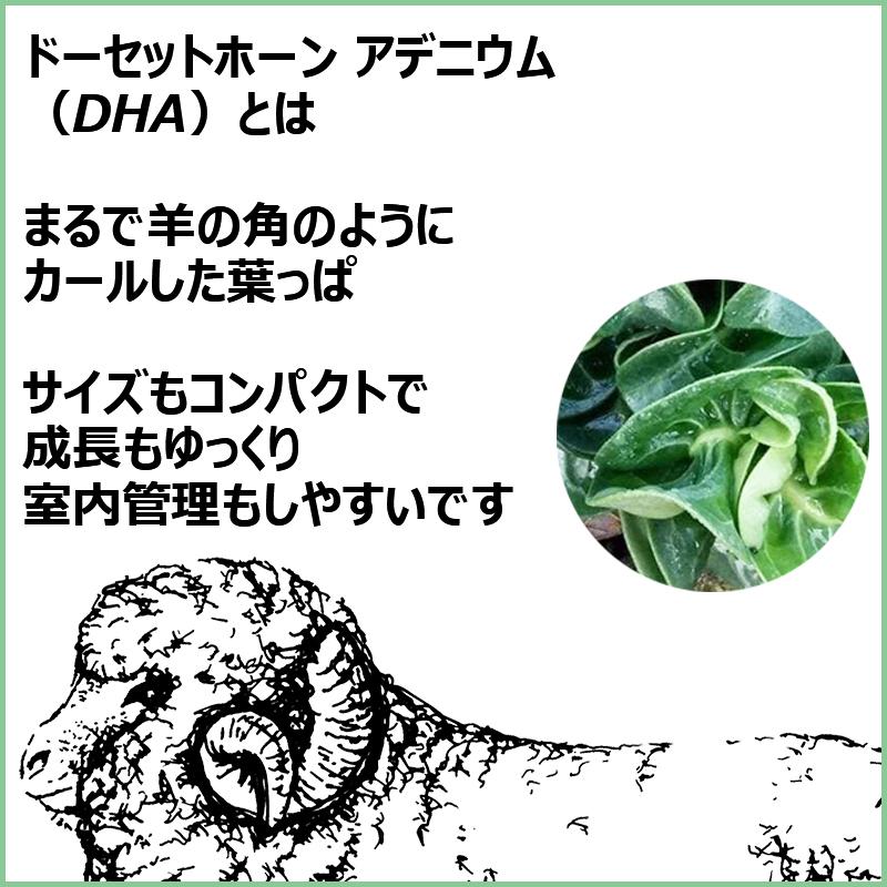 アデニウム ドーセットホーン DHA 種子 5粒 PPL 獅子葉 葉巻き アデニウム ドーセットホーン DHA 種子 5粒 PPL 獅子葉 葉巻き