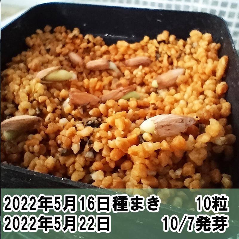 セキ様　10本セット【獅子葉DHA】ドーセットホーン アデニウム エンペラー s-a-dha2-247x296.jpg