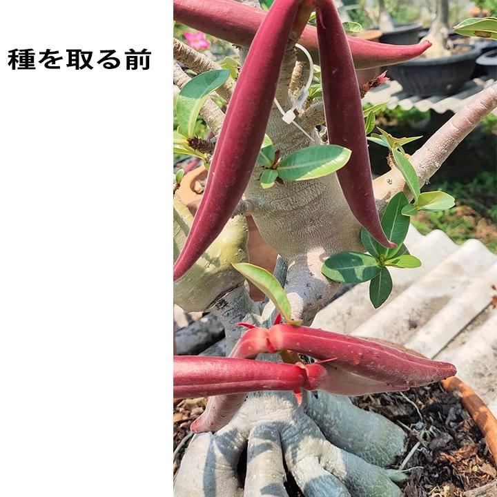 【希少種】　極太　アデニウム　ウワン アユタヤ　5号 アラビカム　ドワ 希少種】 極太 アデニウム ウワン アユタヤ 5号 アラビカム ドワ