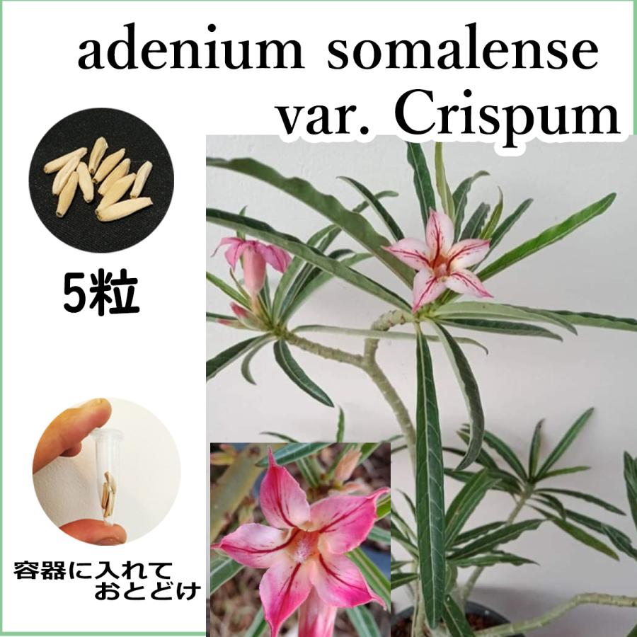 アデニウム ソマレンセ クリスパム somalense Crispum 種子 5粒 塊根