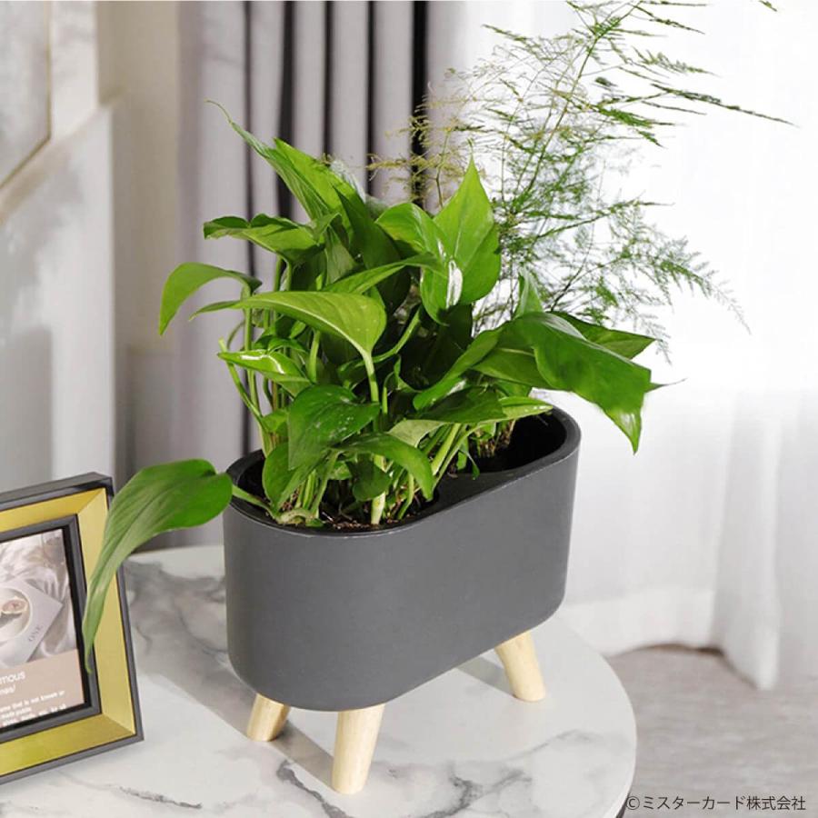 超格安一点 月桂樹 花瓶 飾り台付き 新品 箱入り ecousarecycling.com