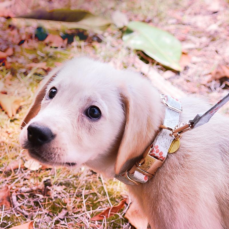 期間限定 犬 首輪 セット リード付きおしゃれ かわいい 軽い 柄豊富 8種類 小型犬 中型犬 痛くない ソフト 100棉 コットン素材 犬首輪 犬の 首輪 Pet Collar Allen Crystal 通販 Yahoo ショッピング