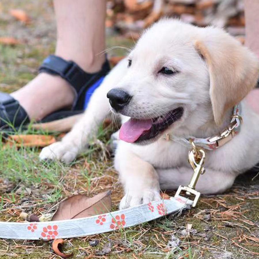 日本最級 犬 首輪おしゃれ かわいい 軽い 柄豊富 8種類 小型犬 中型犬 痛くない ソフト 100棉 コットン素材 犬首輪 犬の首輪 リード別売り Dprd Jatimprov Go Id
