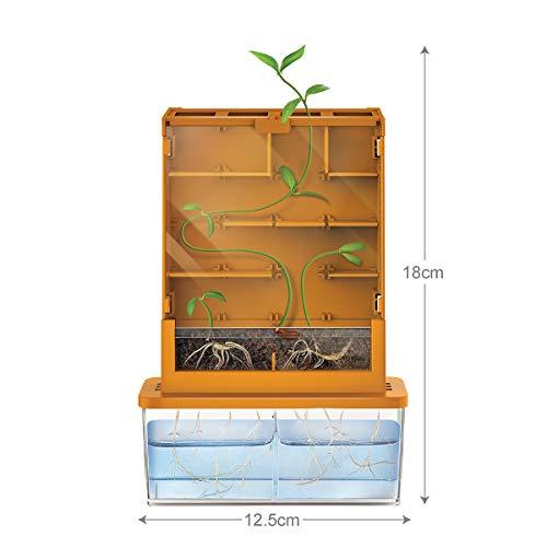 【並行輸入品】4M Green Science Grow A Maze Kit, Build A Plant Maze Science Kitの画像