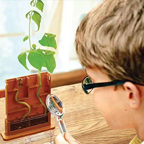 【並行輸入品】4M Green Science Grow A Maze Kit, Build A Plant Maze Science Kitの画像
