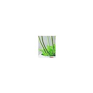 【並行輸入品】Artificial Flower in Pot Artificial Flowers with Vase Lotus Fakeの画像