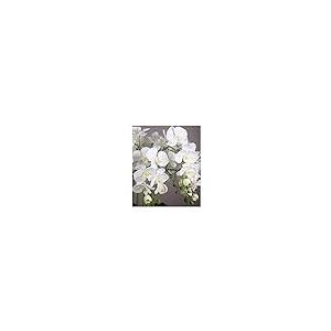 【並行輸入品】Artificial Flower in Pot Orchids Artificial Silk Flowers Phalaenの画像