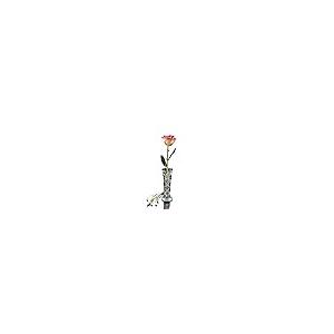 【並行輸入品】Flower Themed Jewelry, Gold Trimmed Rose in White/Pink with Budの画像