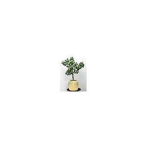 【並行輸入品】Serene Spaces Living リブ付きゴールドメタル花瓶 装飾円筒形花瓶 センターピース用花瓶 家庭、オフィス、結婚式_5