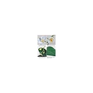 【並行輸入品】Forlaoers ホワイトオーキッド 造花 セラミック花瓶 胡蝶蘭 フェイク植物 ホーム リビングルーム 装飾 バスルーム装飾_7
