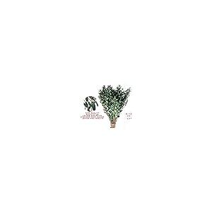 MIHUAGE 大型乾燥ユーカリの茎   本物のプリザーブドフレッシュユーカリ植物 アレンジメント 結婚式 室内装飾 シャワー用  並行輸入品 |  | 08