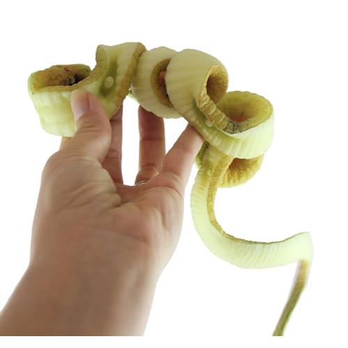【並行輸入品】1 Jumbo Grow a Snake in Water   Add Water and it Grows up to 24"の画像