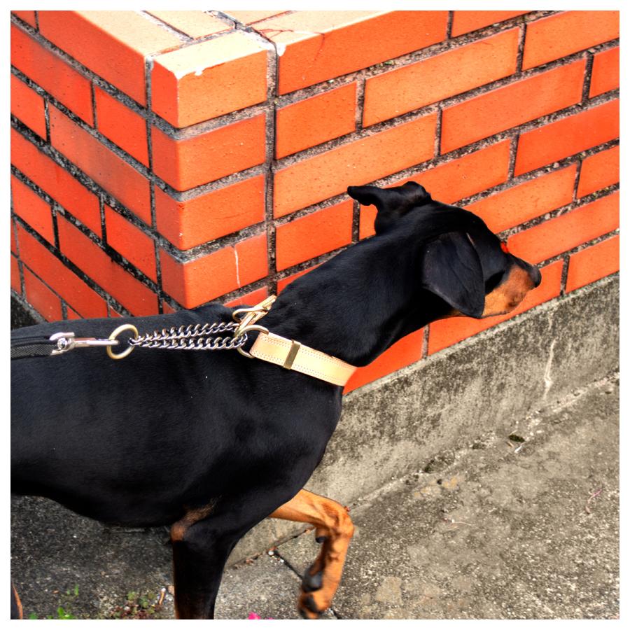 RafiCaro（ラフィカロ） 首輪 革 レザー 犬 大型犬 ハーフチョーク 本