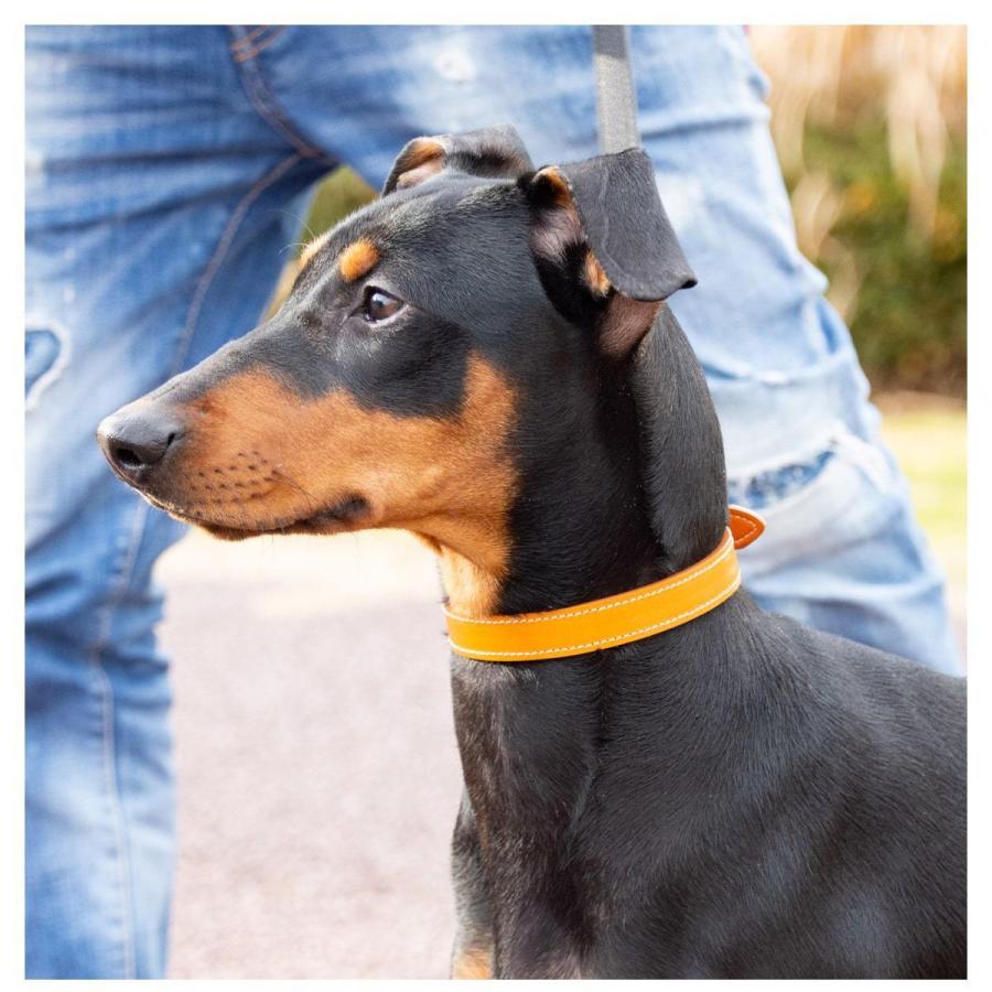 首輪 犬 猫 小型犬 レザー 犬 首輪 おしゃれ 中型犬 ブランド 革 本革 イタリアンレザー 犬の首輪 柴犬 イヌ ネコ キャット ペット用品 ペットグッズ RafiCaro | RafiCaro | 07