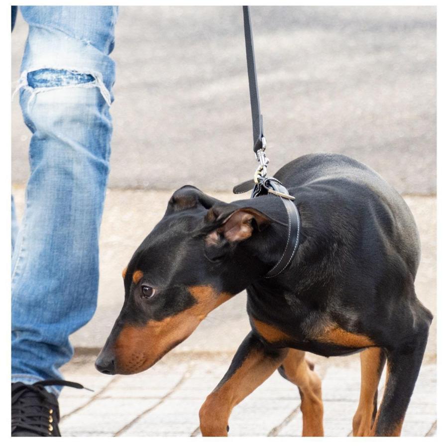 首輪 犬 猫 小型犬 レザー 犬 首輪 おしゃれ 中型犬 ブランド 革 本革 イタリアンレザー 犬の首輪 柴犬 イヌ ネコ キャット ペット用品 ペットグッズ RafiCaro | RafiCaro | 09