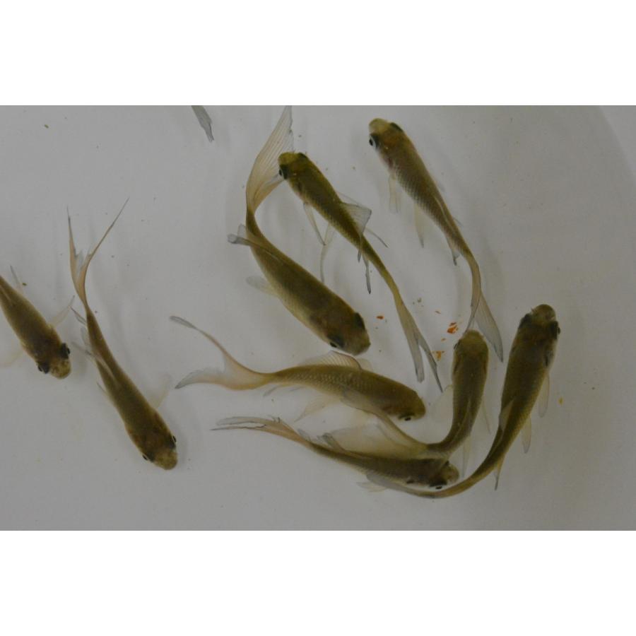 青鉄魚 親サイズ 20オーバー