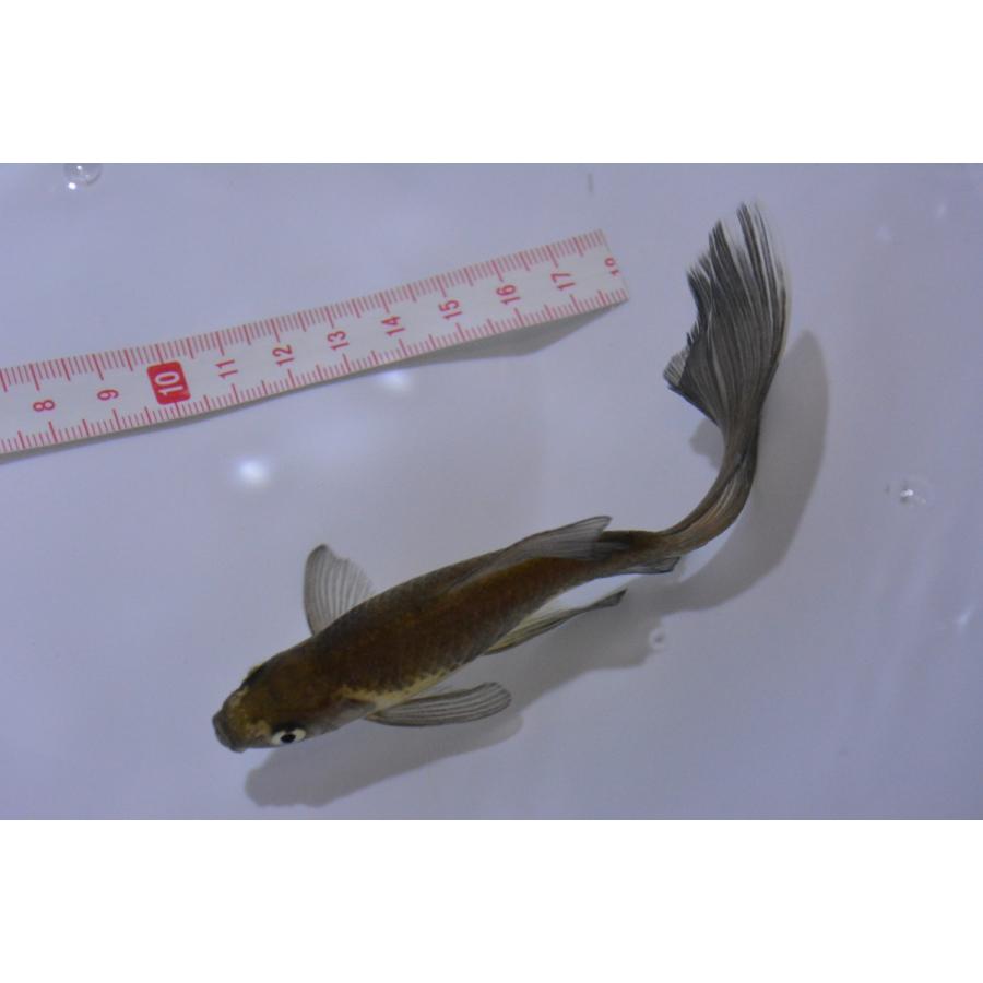 鉄魚 テツギョ 魚取沼厳選白黒個体 3歳 Asa0007 オールスマイルアクア 通販 Yahoo ショッピング