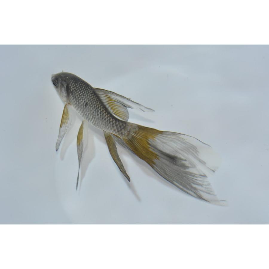 青鉄魚　親サイズ　　20オーバー 青鉄魚（アオテツギョ）魚取沼厳選羽衣個体 極上 3歳 : オールスマイル