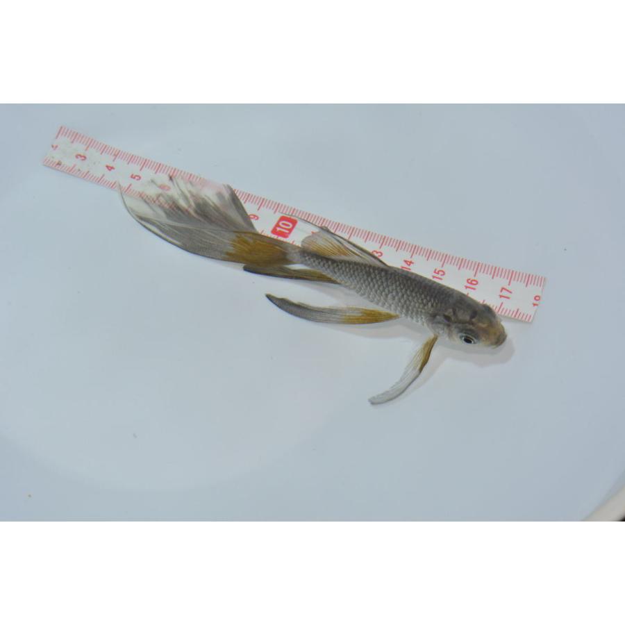 青鉄魚　親サイズ　　20オーバー 青鉄魚（アオテツギョ）魚取沼厳選羽衣個体 極上 3歳 : オールスマイル