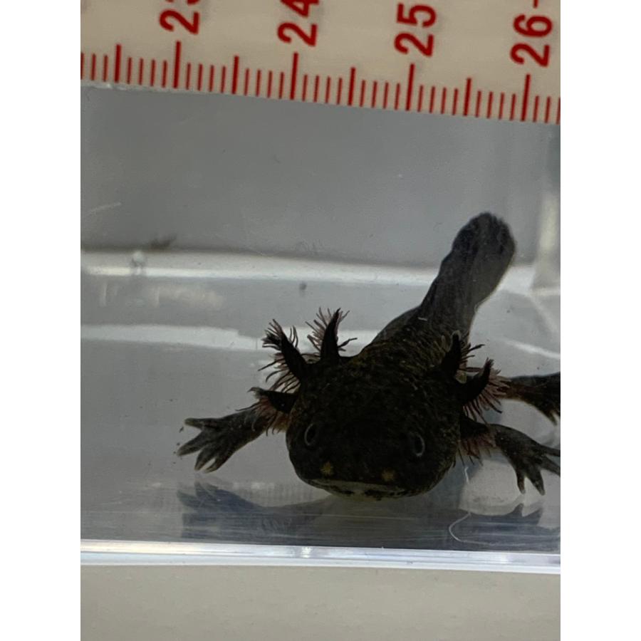 ウーパールーパーマーブル A Asa0018 オールスマイルアクア 通販 Yahoo ショッピング