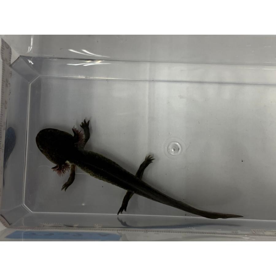 ウーパールーパーマーブル A Asa0018 オールスマイルアクア 通販 Yahoo ショッピング