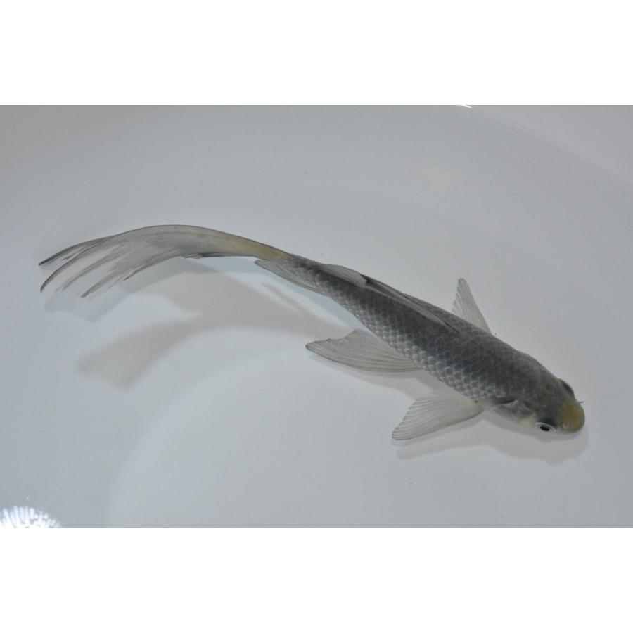 青鉄魚（アオテツギョ）魚取沼厳選羽衣個体 極上 4歳 18cm 種親 