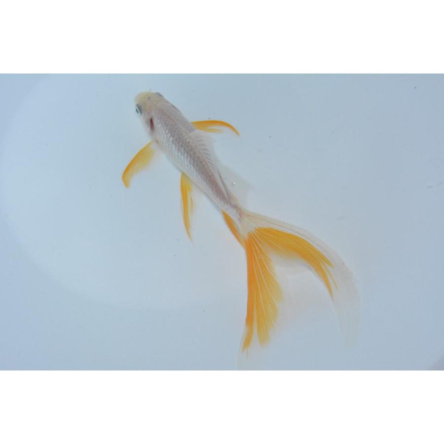 魚取沼系鉄魚 厳選羽衣鉄魚 1匹 白鉄魚 3歳 緋入り : オール 魚取沼系鉄魚 厳選羽衣鉄魚 1匹 白鉄魚 3歳 緋入り : オール